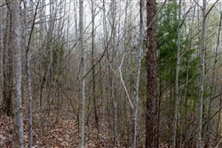 property photo for Hidden Hills Tract 36, 11.54 acres for sale in Sequatchie County, Tennessee