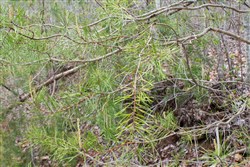property photo for Hidden Hills Tract 36, 11.54 acres for sale in Sequatchie County, Tennessee