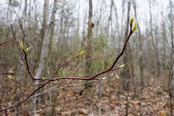 property photo for Hidden Hills Tract 37, 8.29 acres for sale in Sequatchie County, Tennessee