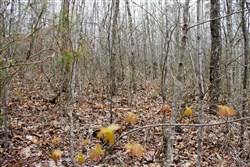 property photo for Hidden Hills Tract 37, 8.29 acres for sale in Sequatchie County, Tennessee