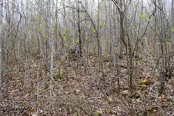 property photo for Hidden Hills Tract 37, 8.29 acres for sale in Sequatchie County, Tennessee