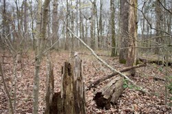 property photo for Hidden Hills Tract 4, 8.1 acres for sale in Sequatchie County, Tennessee