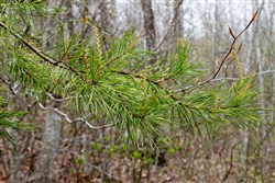 property photo for Hidden Hills Tract 40, 13.23 acres for sale in Sequatchie County, Tennessee