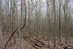 property photo for Hidden Hills Tract 40, 13.23 acres for sale in Sequatchie County, Tennessee