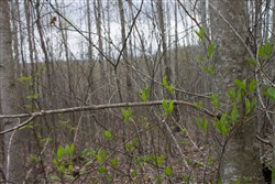 property photo for Hidden Hills Tract 41, 10.71 acres for sale in Sequatchie County, Tennessee
