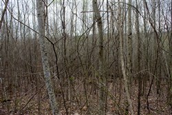 property photo for Hidden Hills Tract 41, 10.71 acres for sale in Sequatchie County, Tennessee