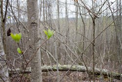 property photo for Hidden Hills Tract 41, 10.71 acres for sale in Sequatchie County, Tennessee