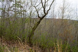property photo for Hidden Hills Tract 43, 9.13 acres for sale in Sequatchie County, Tennessee