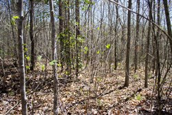 Hidden Hills Tract 44