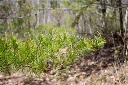 property photo for Hidden Hills Tract 5, 8.35 acres for sale in Sequatchie County, Tennessee