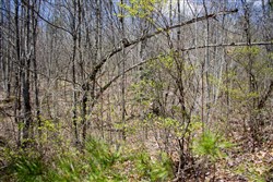 property photo for Hidden Hills Tract 5, 8.35 acres for sale in Sequatchie County, Tennessee