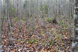 property photo for Hidden Hills Tract 51, 8.79 acres for sale in Sequatchie County, Tennessee