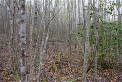 property photo for Hidden Hills Tract 51, 8.79 acres for sale in Sequatchie County, Tennessee