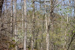 property photo for Hidden Hills Tract 52, 10.57 acres for sale in Sequatchie County, Tennessee