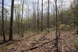 property photo for Hidden Hills Tract 52, 10.57 acres for sale in Sequatchie County, Tennessee