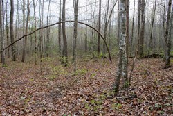 property photo for Hidden Hills Tract 53, 7.54 acres for sale in Sequatchie County, Tennessee