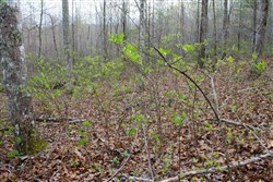property photo for Hidden Hills Tract 53, 7.54 acres for sale in Sequatchie County, Tennessee