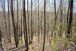 property photo for Hidden Hills Tract 8, 8.12 acres for sale in Sequatchie County, Tennessee