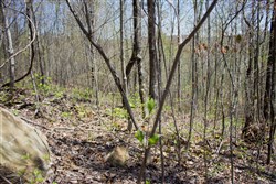 property photo for Hidden Hills Tract 8, 8.12 acres for sale in Sequatchie County, Tennessee