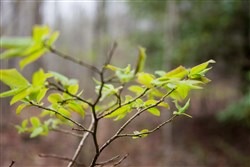 Hidden Hills Tract 9