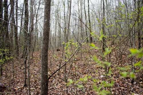 Hidden Hills Tract 9