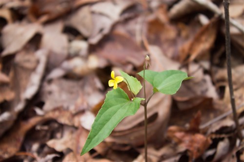 Hidden Hills Tract 9