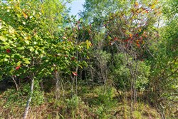 property photo for Redemption Ridge Tract 1, 12.58 acres for sale in Wayne County, Tennessee