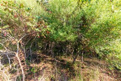 property photo for Redemption Ridge Tract 1, 12.58 acres for sale in Wayne County, Tennessee