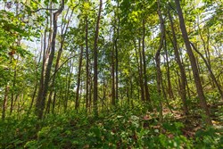 Redemption Ridge Tract 10