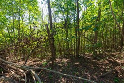 Redemption Ridge Tract 10