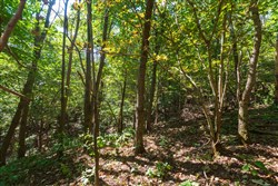 Redemption Ridge Tract 11