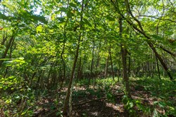 Redemption Ridge Tract 11