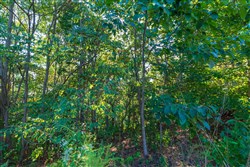 property photo for Redemption Ridge Tract 2, 5.07 acres for sale in Wayne County, Tennessee