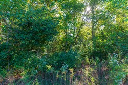 property photo for Redemption Ridge Tract 2, 5.07 acres for sale in Wayne County, Tennessee