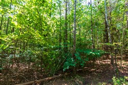 Redemption Ridge Tract 24