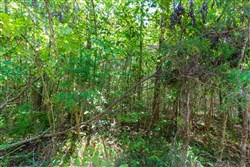 Redemption Ridge Tract 26