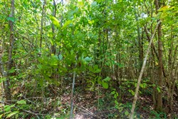 Redemption Ridge Tract 26