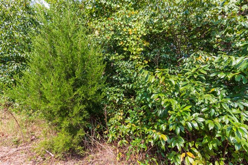 Redemption Ridge Tract 8