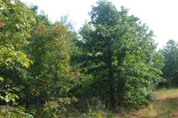 Sugartree Falls Tract 10