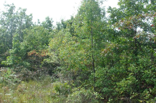 Tract 36 at Sugartree Falls in Wayne County, Tennessee