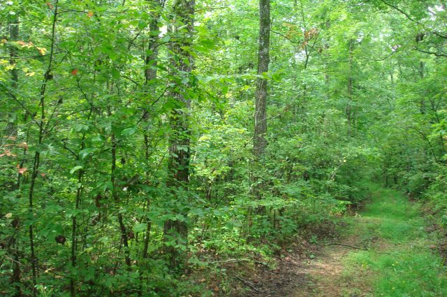 Tract 50 at Sugartree Falls in Wayne County, Tennessee