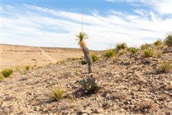 Sunrise Ranches Phase III Tract 105