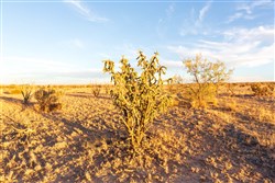 Sunrise Ranches Phase III Tract 137