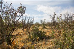 Sunset Ranches Tract 11