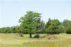 Wildflower Reserve Tract 2