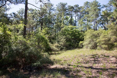 Rayburn Country Tract 205