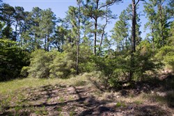 Rayburn Country Tract 205