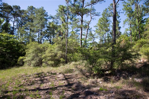 Rayburn Country Tract 205