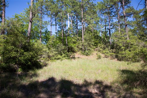 Rayburn Country Tract 205