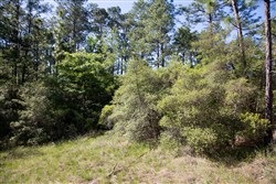Rayburn Country Tract 205